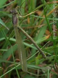 Grote roodoogjuffer [Erythromma najas]
